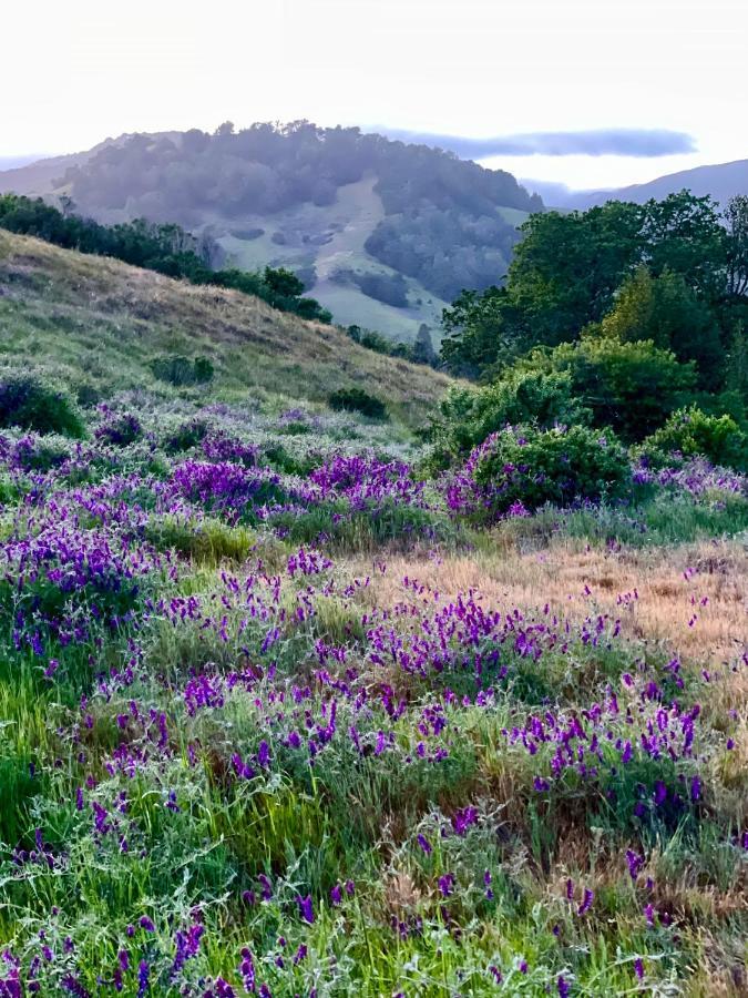 Luxury Suite With Views - San Rafael, Gateway To Sf & Wine Country 외부 사진